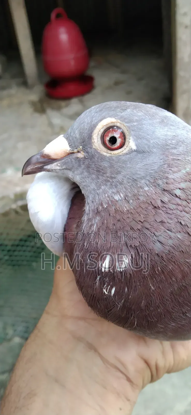 Four male pigeons for sale: one Budapest, two Mily, and one Grizzle