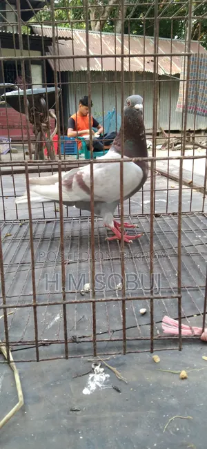 Four male pigeons for sale: one Budapest, two Mily, and one Grizzle