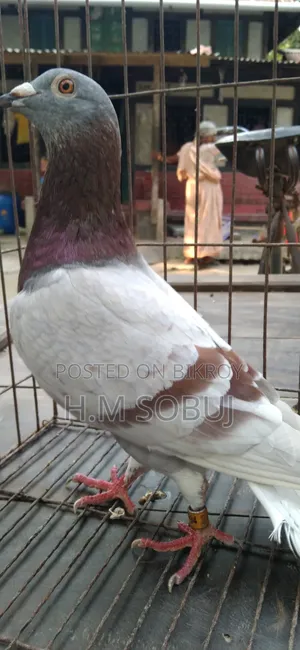 Four male pigeons for sale: one Budapest, two Mily, and one Grizzle