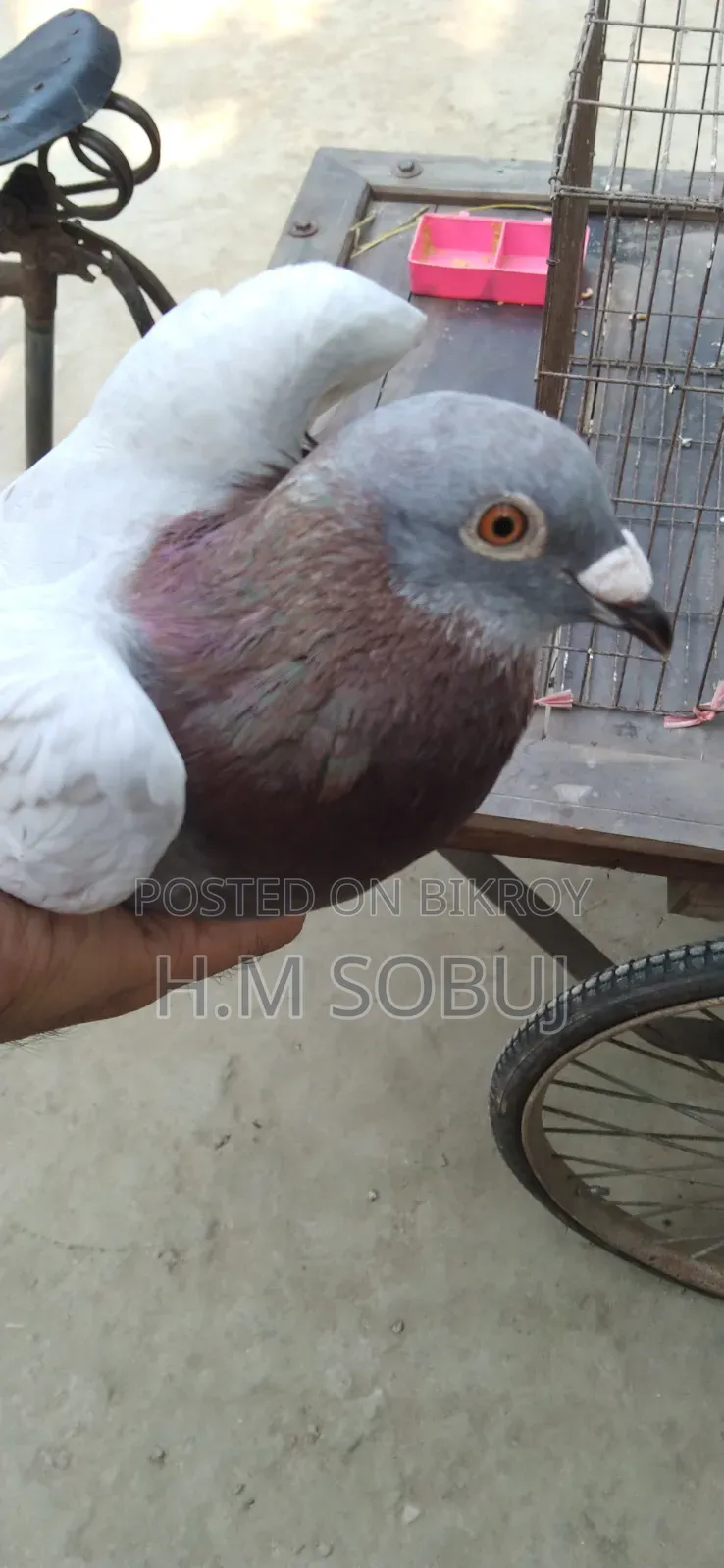 Four male pigeons for sale: one Budapest, two Mily, and one Grizzle