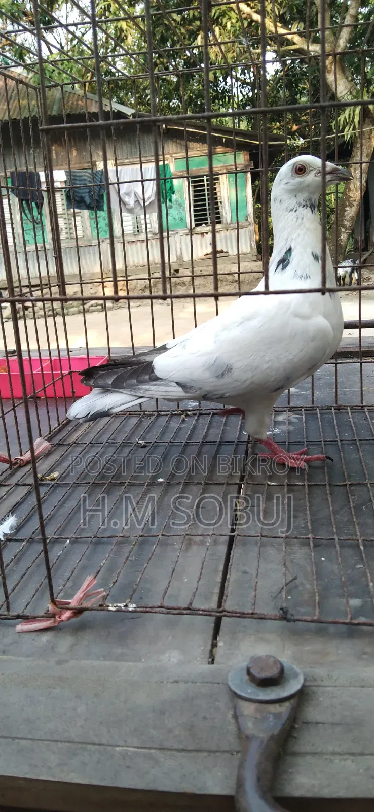 Four male pigeons for sale: one Budapest, two Mily, and one Grizzle
