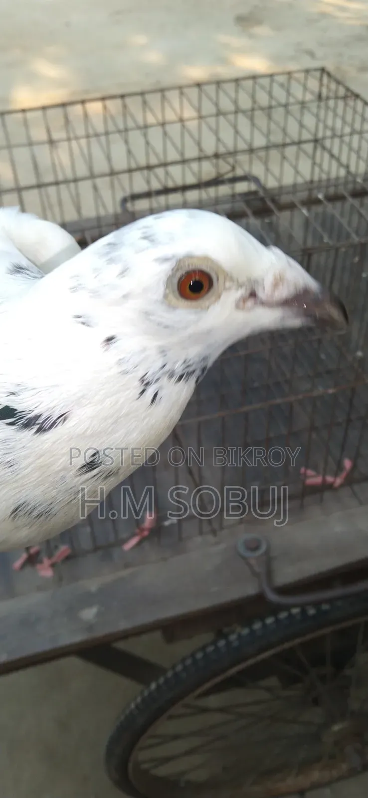 Four male pigeons for sale: one Budapest, two Mily, and one Grizzle