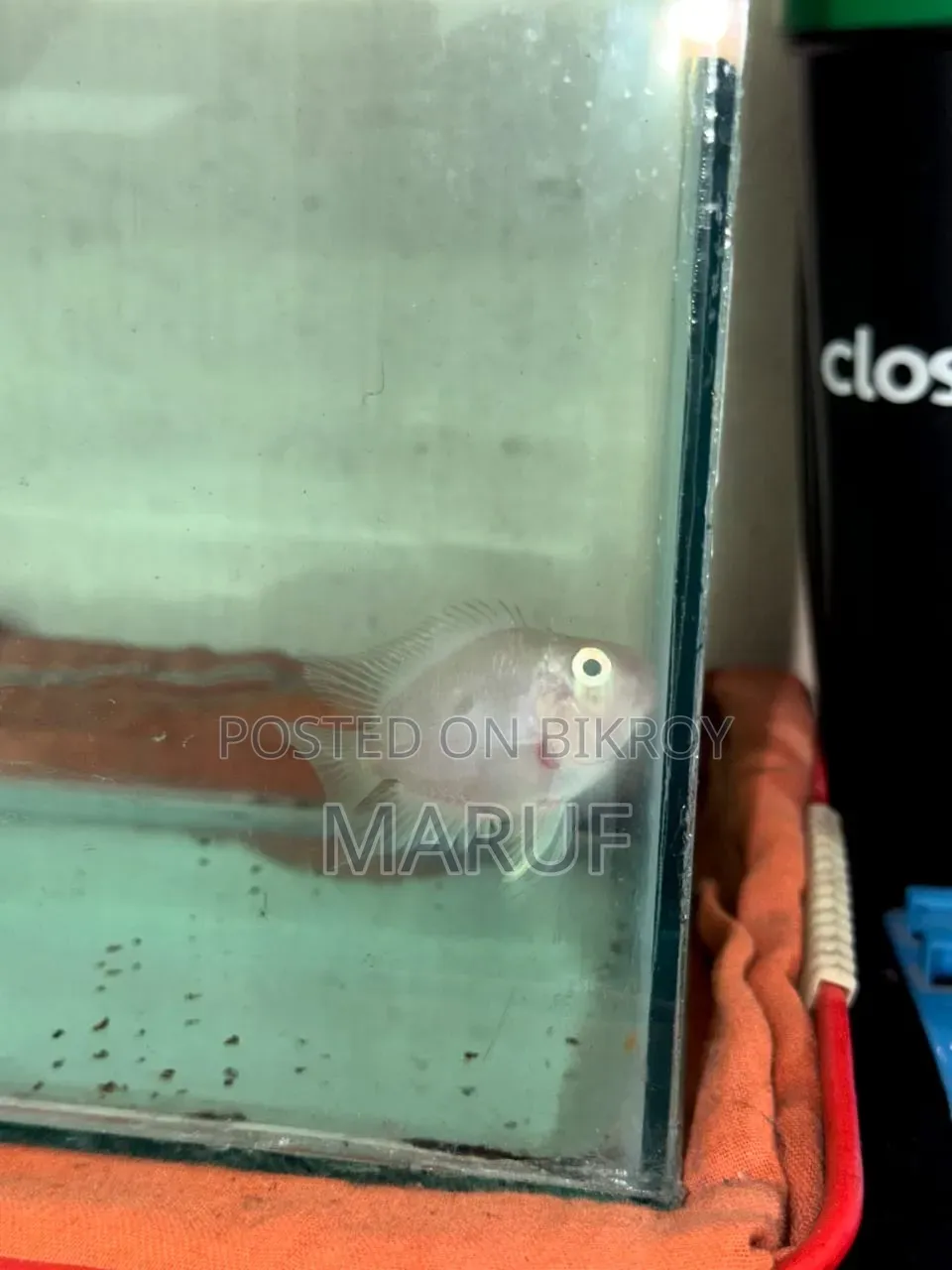 Big Size White Polar Parrot Female