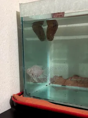 Big Size White Polar Parrot Female