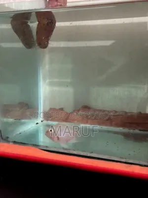 Big Size White Polar Parrot Female