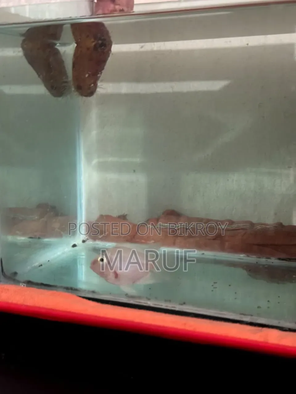 Big Size White Polar Parrot Female