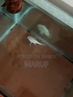 Big Size White Polar Parrot Female