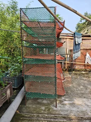 Bird Cage