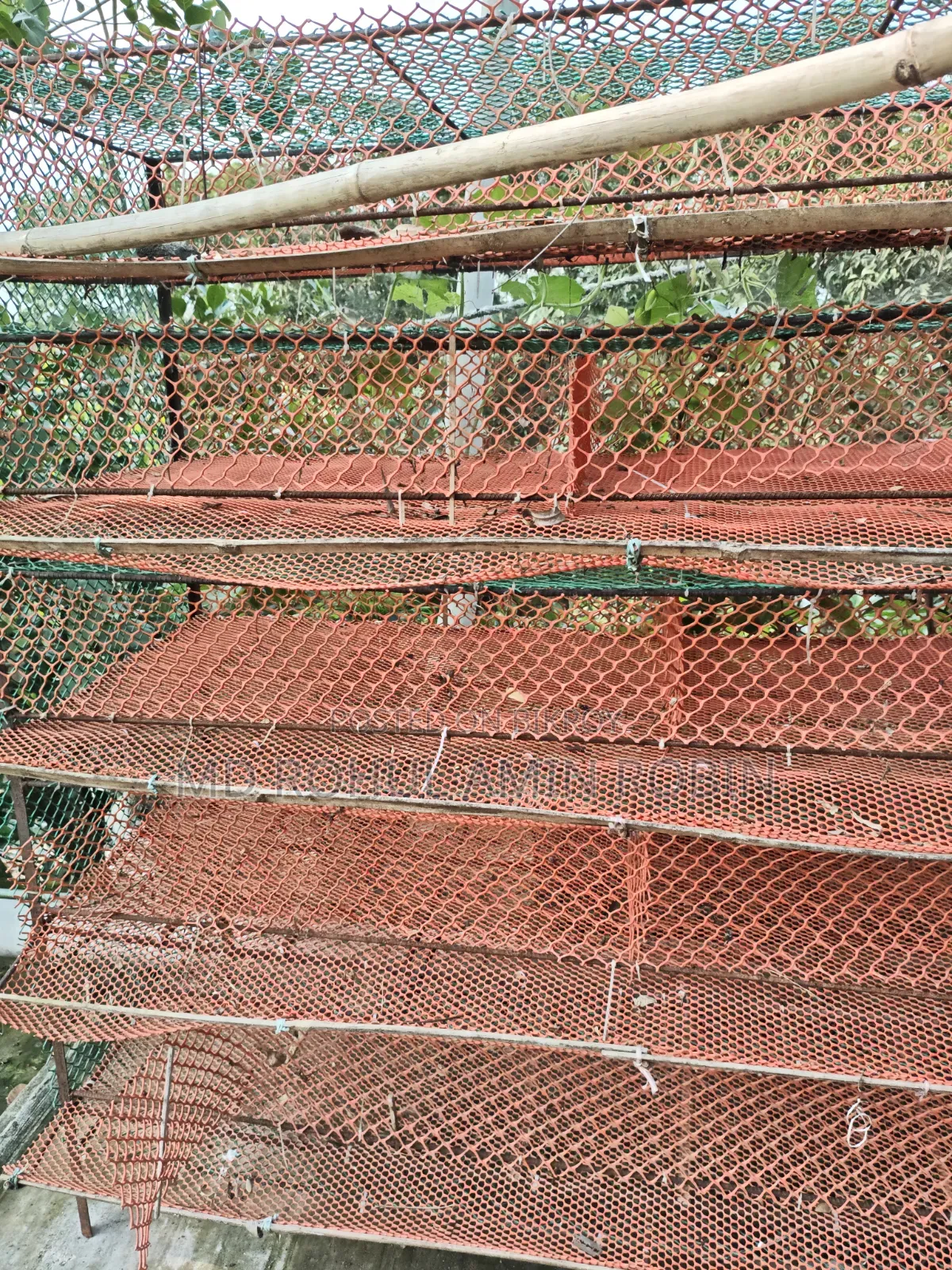 Bird Cage
