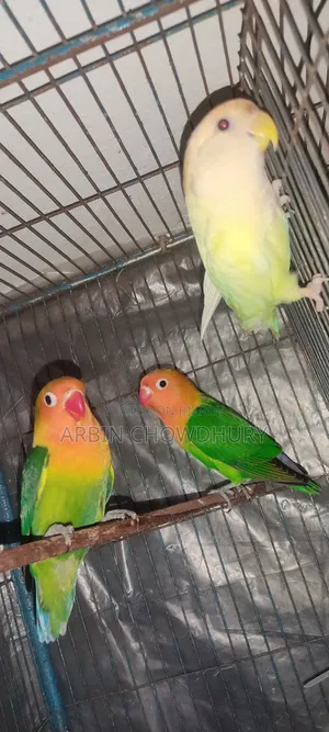 Love Bird Baby
