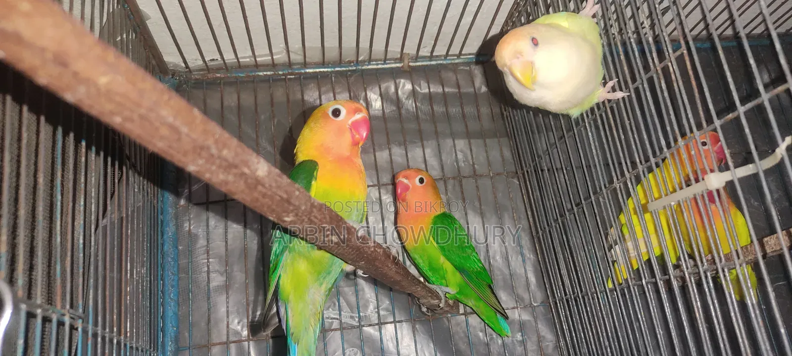 Love Bird Baby