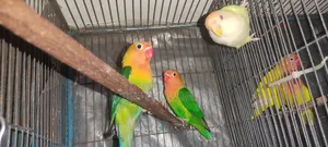 Love Bird Baby