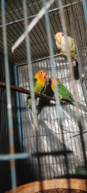 Love Bird Baby