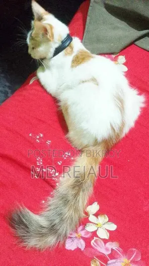1-3 months Female Mixed Breed Persian