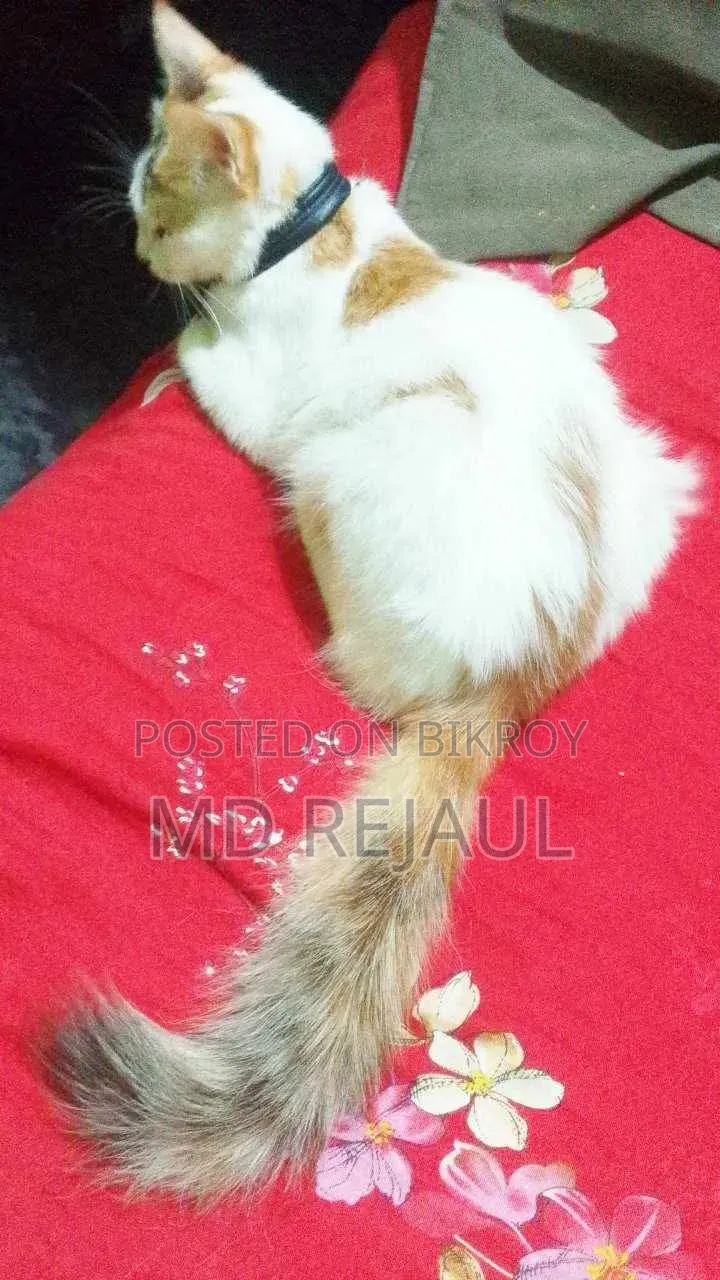 1-3 months Female Mixed Breed Persian