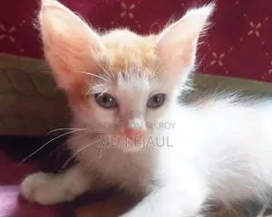 1-3 months Female Mixed Breed Persian