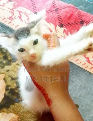 1-3 months Female Mixed Breed Persian