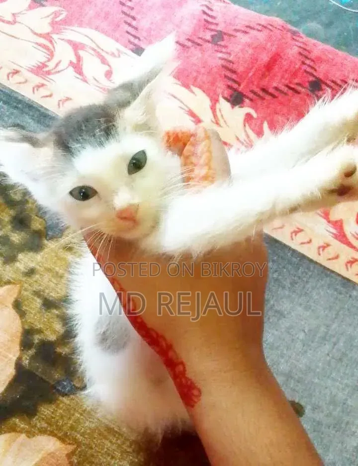 1-3 months Female Mixed Breed Persian