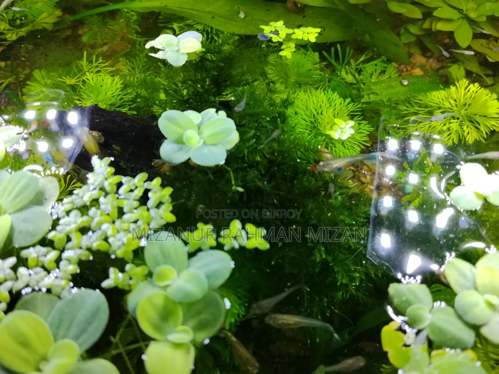 Fish Pond With Natural Resources
