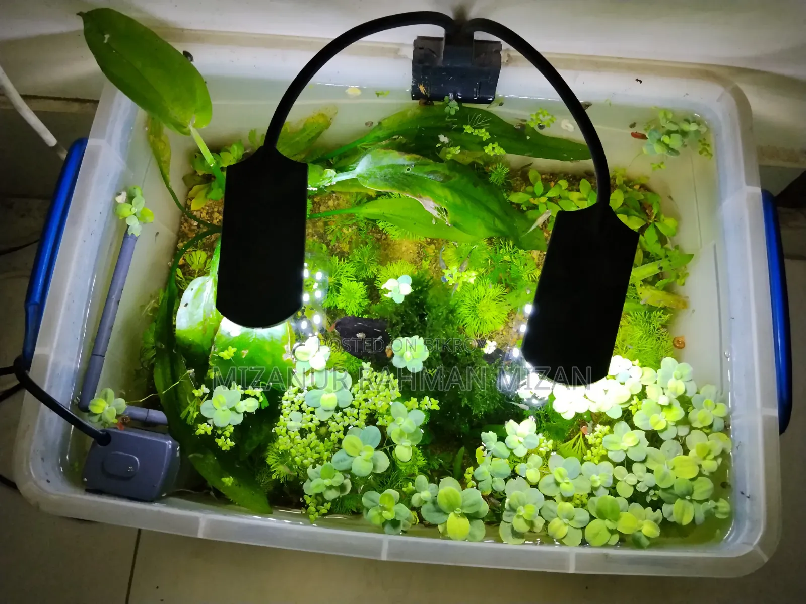 Fish Pond With Natural Resources