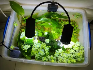 Fish Pond With Natural Resources