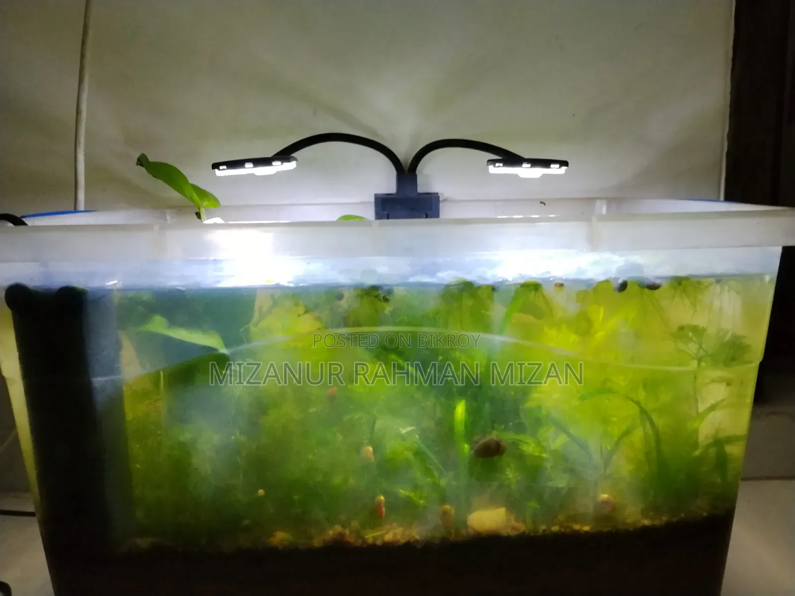 Fish Pond With Natural Resources