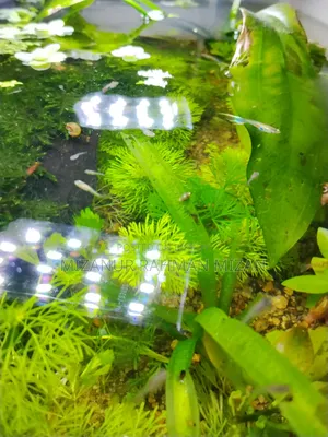 Fish Pond With Natural Resources