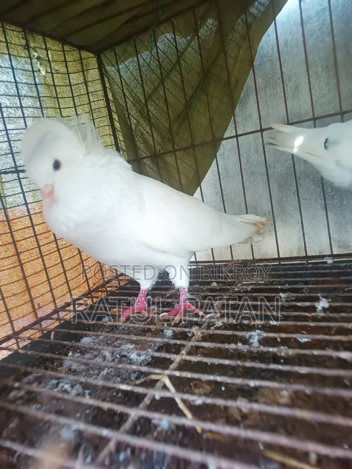 Bombay Pigeon