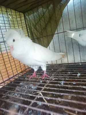 Bombay Pigeon