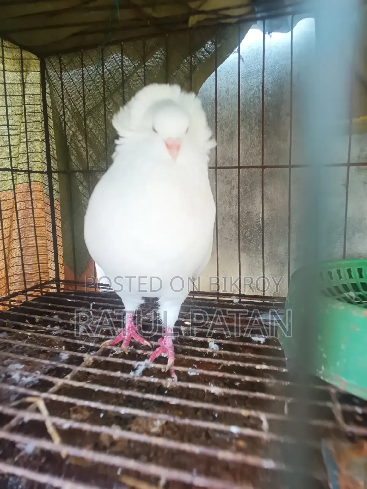 Bombay Pigeon