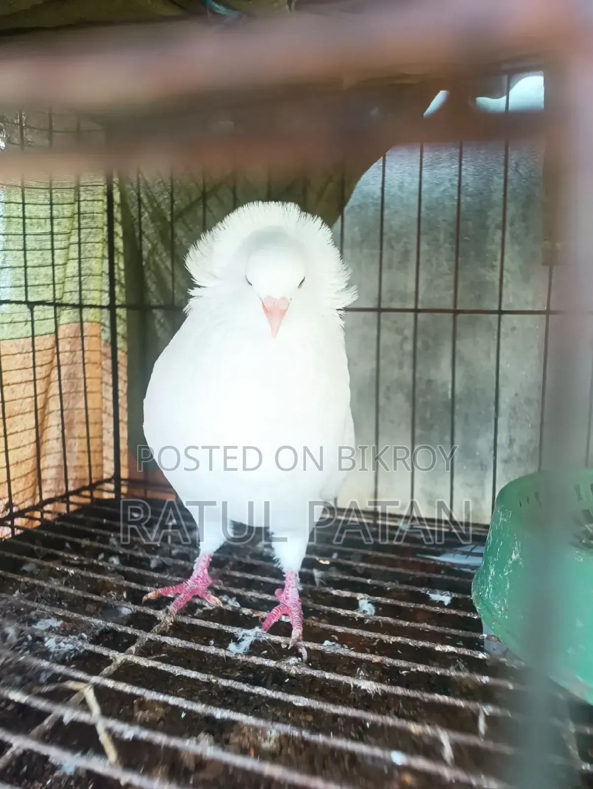 Bombay Pigeon