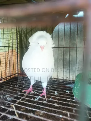 Bombay Pigeon