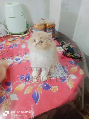 1-3 months Female Purebred Persian