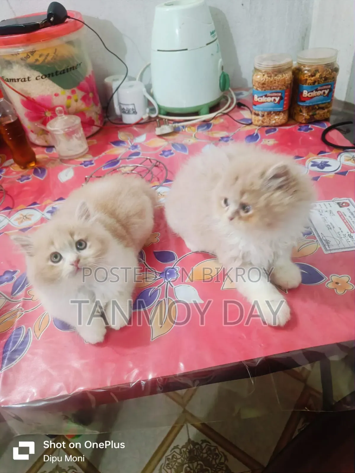 1-3 Months Female Purebred Persian Cat