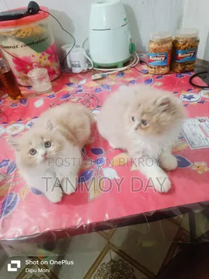 1-3 Months Female Purebred Persian Cat