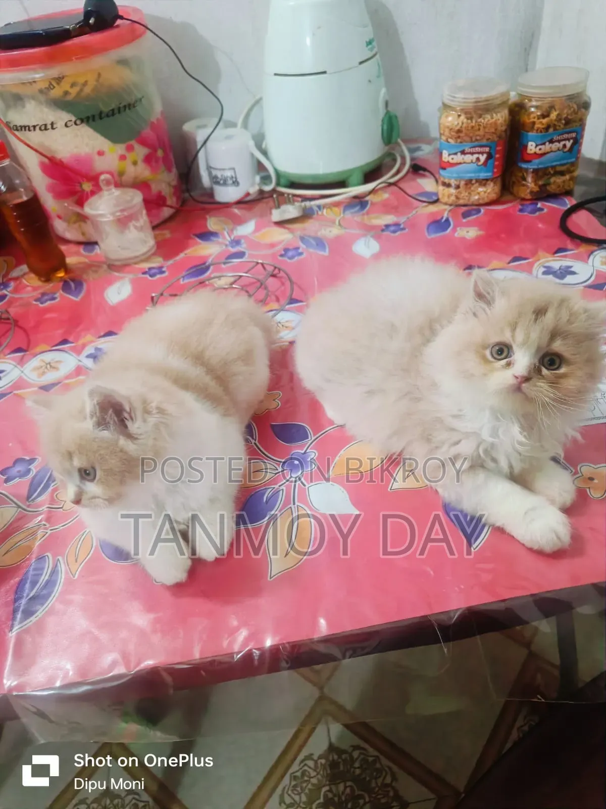 1-3 Months Female Purebred Persian Cat