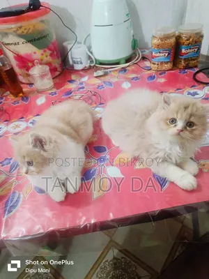 1-3 Months Female Purebred Persian Cat