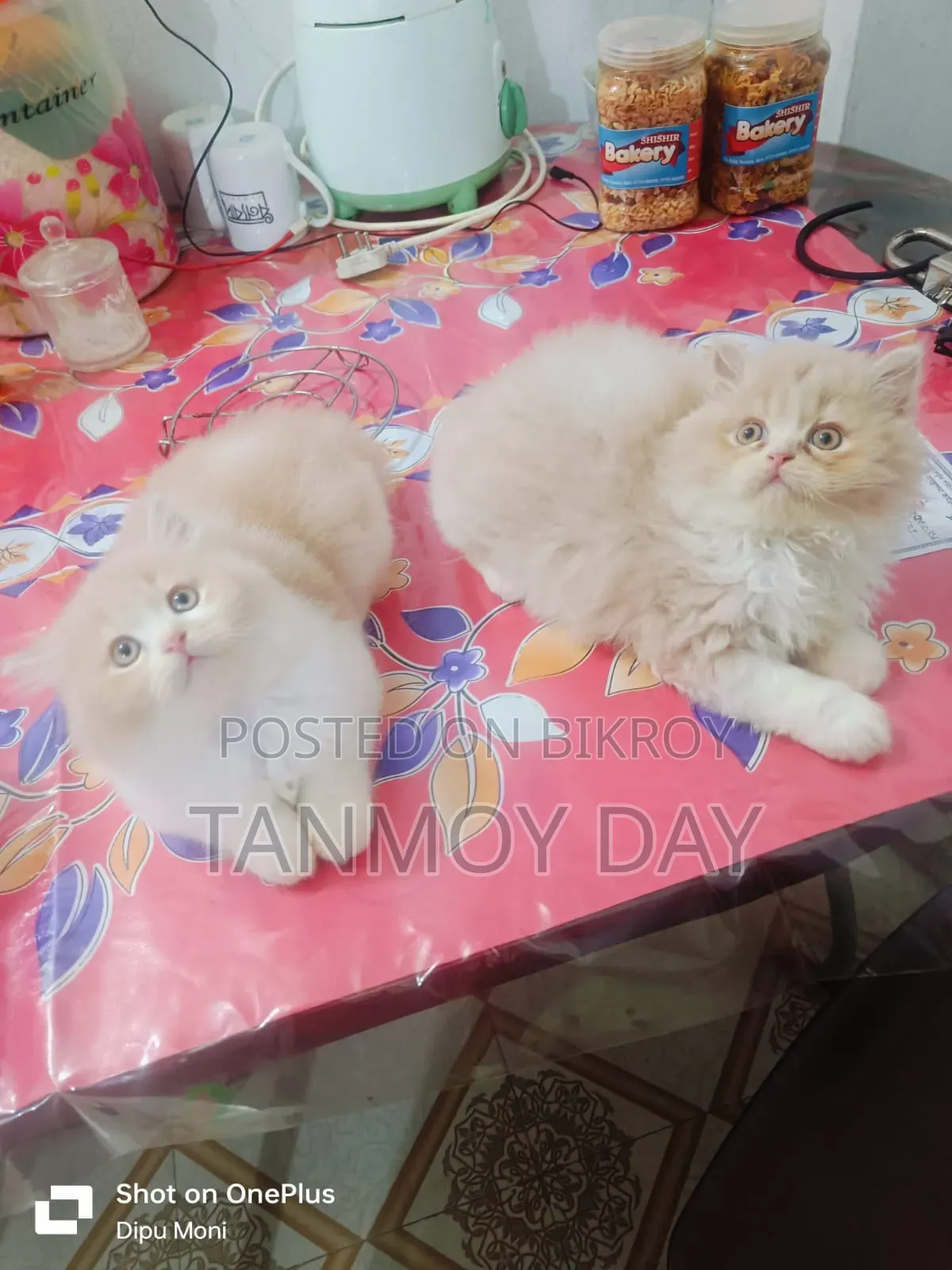 1-3 Months Female Purebred Persian Cat