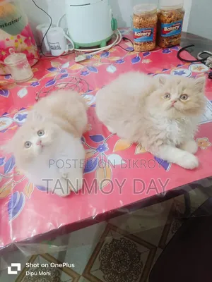 1-3 Months Female Purebred Persian Cat