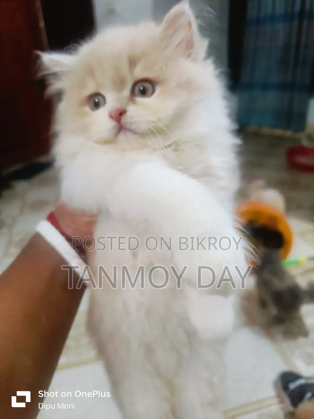 1-3 Months Female Purebred Persian Cat