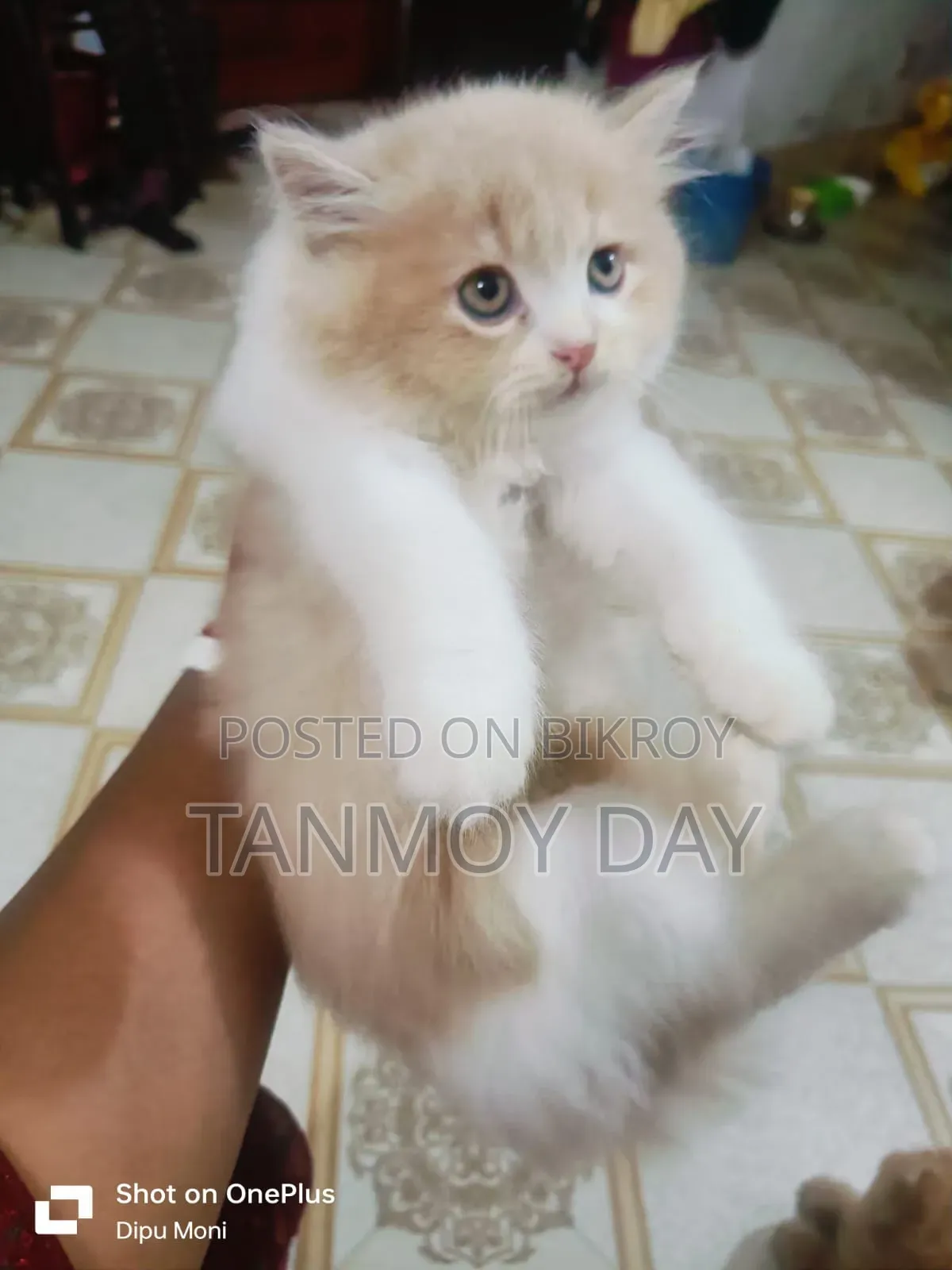 1-3 Months Female Purebred Persian Cat