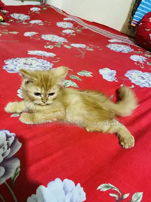1-3 months Female Purebred Persian