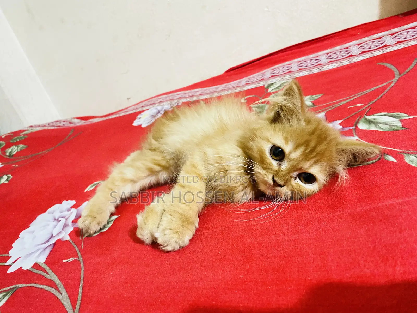 1-3 months Female Purebred Persian