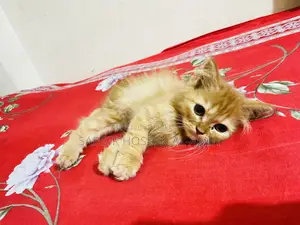 1-3 months Female Purebred Persian