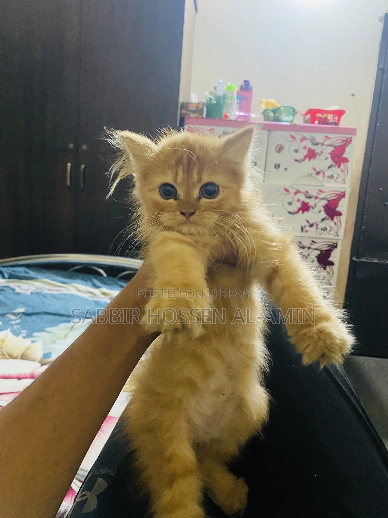 1-3 months Female Purebred Persian