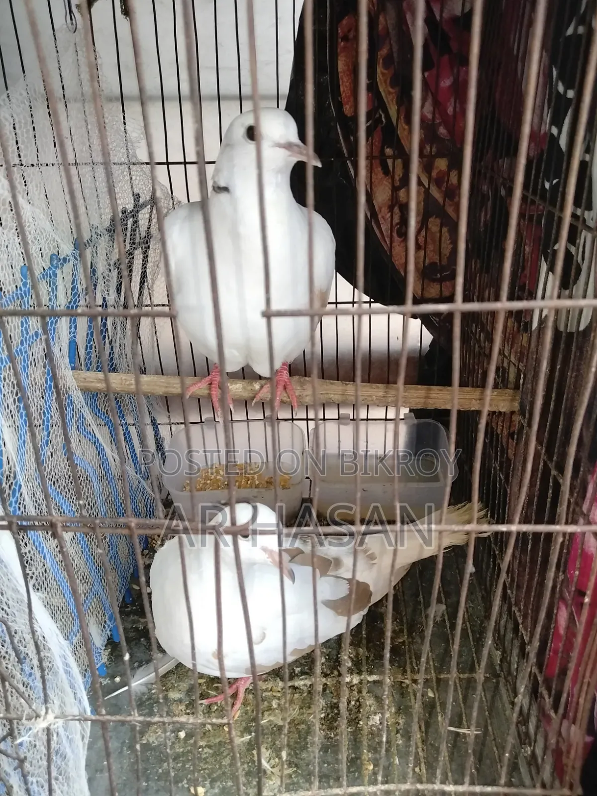 One pair of doves for sale