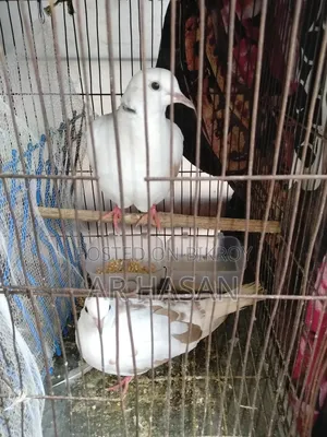 One pair of doves for sale