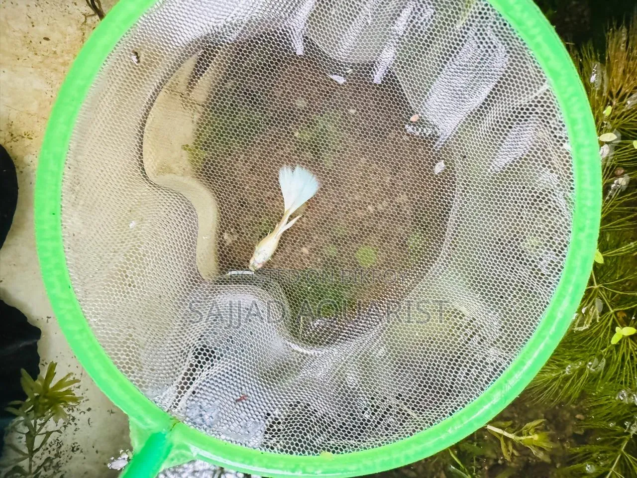 Fancy Guppy