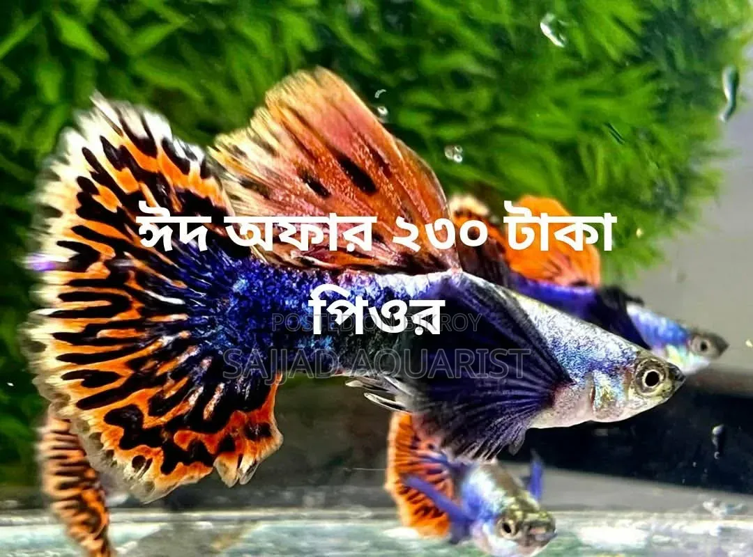 Fancy Guppy