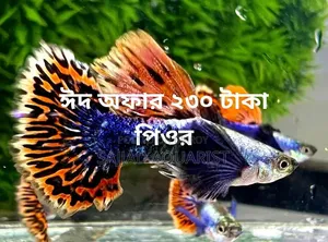 Fancy Guppy